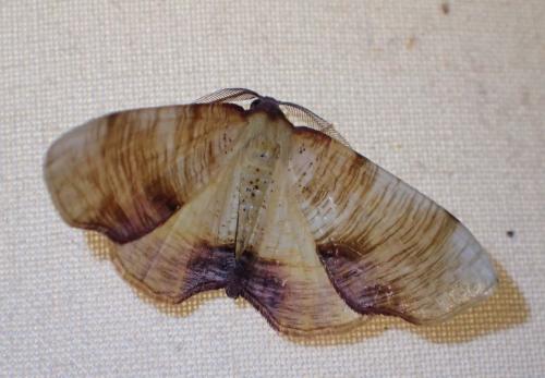 Plagodis dolabraria